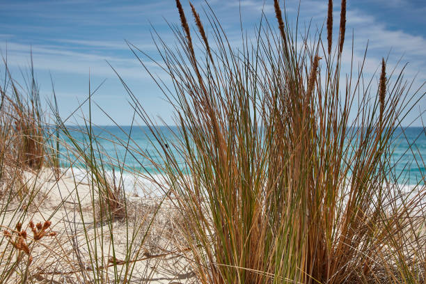 istock Sea grasses on the beach 1199544943