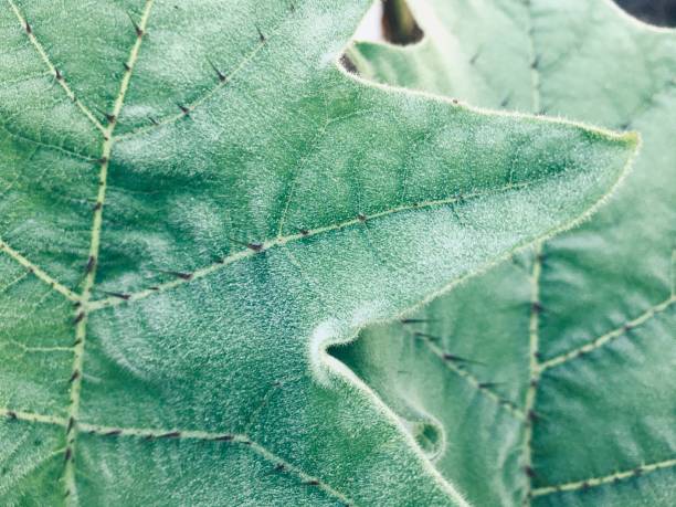 istock Green leaves with spiky spikes 1199546736