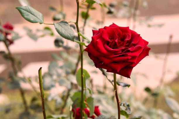 rose red isolated side and top view for background