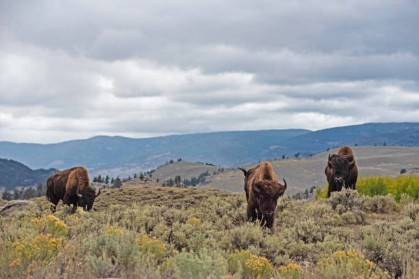 istock Scenic landscape with three Bison in Yellowstone. 1199547656