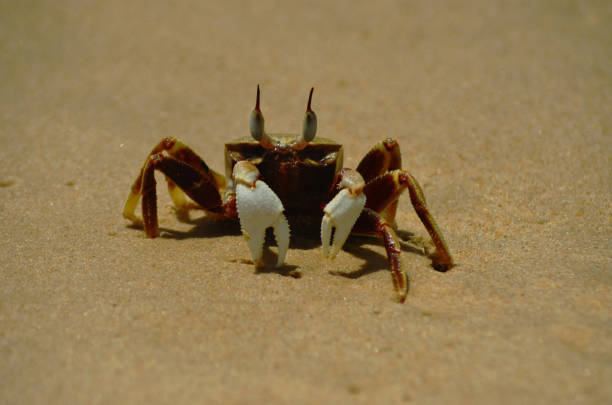 istock A soldier crab standing on golden sand. 1199548235