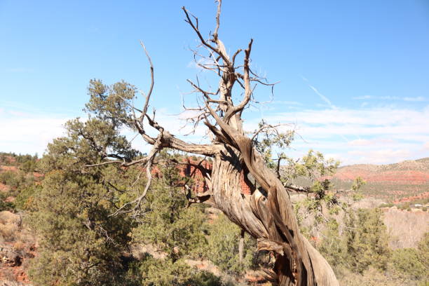 istock Juniper tree trunk in Sedona az 1199551172