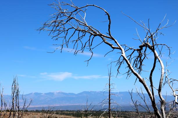 istock Dead tree at Bandelier National park 1199553014