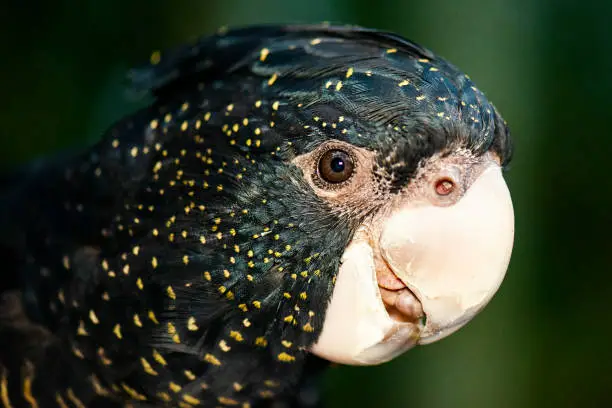 The red-tailed black cockatoo also known as Banksian- or Banks black cockatoo, is a large black cockatoo native to Australia.