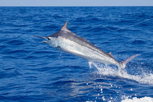 Black Marlin closeup side jump A black marlin close up greyhound jumping near the boat big game fishing stock pictures, royalty-free photos & images