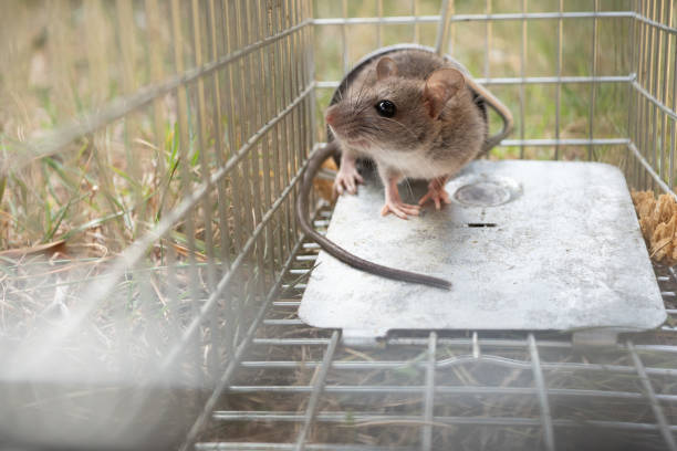 istock a small cute mice mouse with long tail caught metal cage trap pest control trapped with looks worried 1199555327