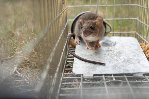 istock a small cute mice mouse with long tail caught metal cage trap pest control trapped with looks worried 1199555410