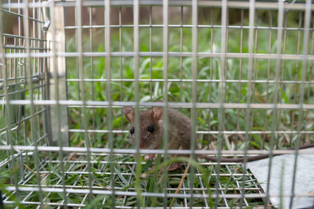 istock a small cute mice mouse with long tail caught metal cage trap pest control trapped with looks worried 1199555422