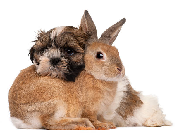 istock Side view of Shih-Tzu and rabbit, white background. 119955548