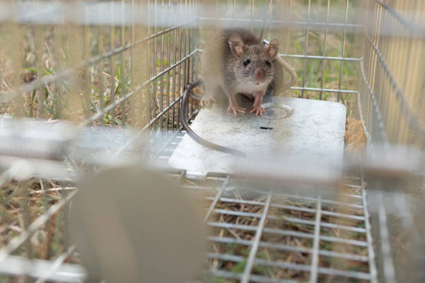 istock a small cute mice mouse with long tail caught metal cage trap pest control trapped with looks worried 1199556026