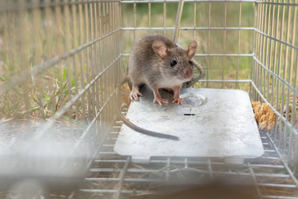a small cute mice mouse with long tail caught metal cage trap pest control trapped with looks worried