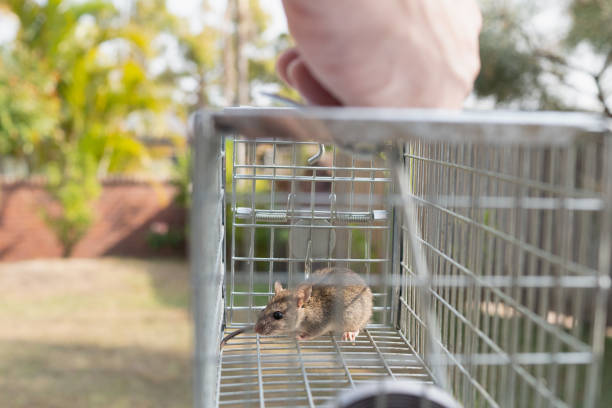 a small cute mice mouse with long tail caught metal cage trap pest control trapped with looks worried