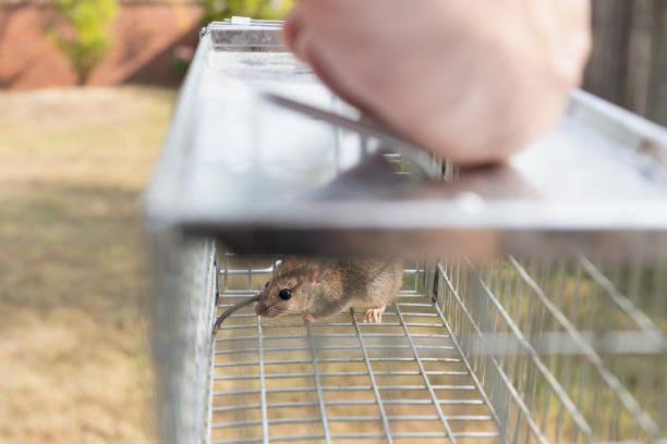 istock a small cute mice mouse with long tail caught metal cage trap pest control trapped with looks worried 1199556165