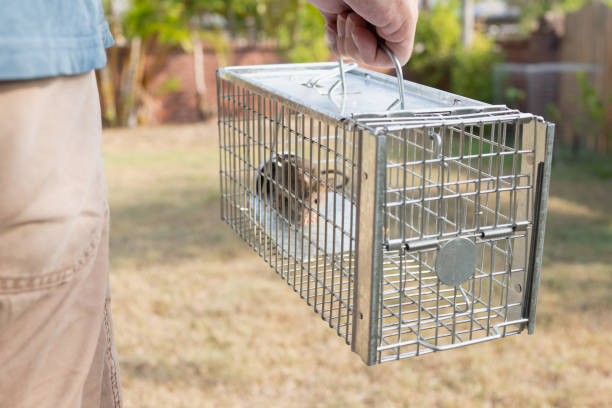 長い尾を持つ小さなかわいいマウスのマウスは、心配そうなルックスで閉じ込められた金属ケージトラップ害虫コントロールをキャッチ - 罠 ストックフォトと画像