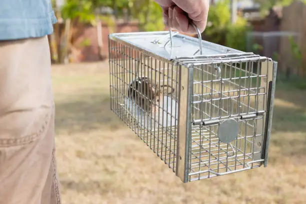 Photo of a small cute mice mouse with long tail caught metal cage trap pest control trapped with looks worried
