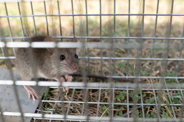 istock a small cute mice mouse with long tail caught metal cage trap pest control trapped with looks worried 1199556302