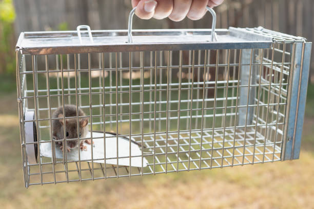 a small cute mice mouse with long tail caught metal cage trap pest control trapped with looks worried stock photo