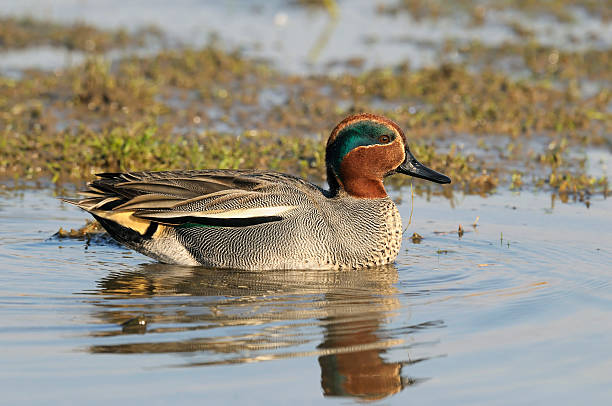 Eurasian Teal, Anas crecca, Teal  green winged teal duck stock pictures, royalty-free photos & images