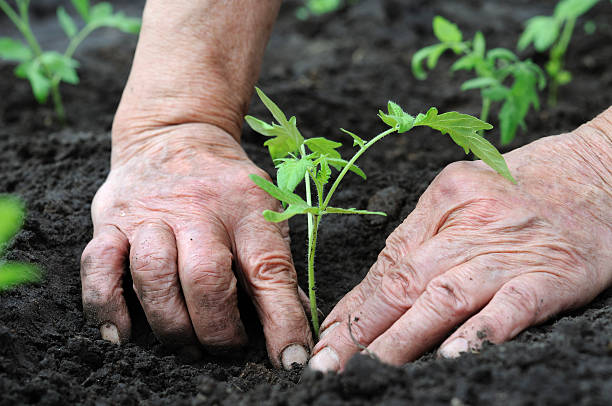 Close-up of hands planting a tomato seedling in damp earth stock photo