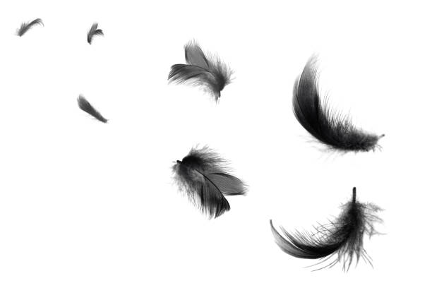 istock Beautiful black swan feathers floating in air isolated on white background 1199559090