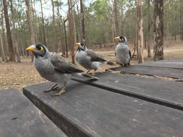Three curious Noisy Miner birds (Manorina melanocephala) standing on a wooden table at a picnic area in Daisy Hill, Australia