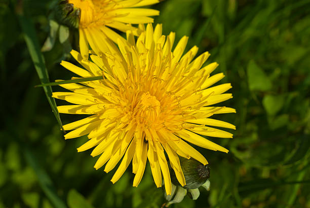 Plant, Dandelion ,Flowers, Yellow stock photo