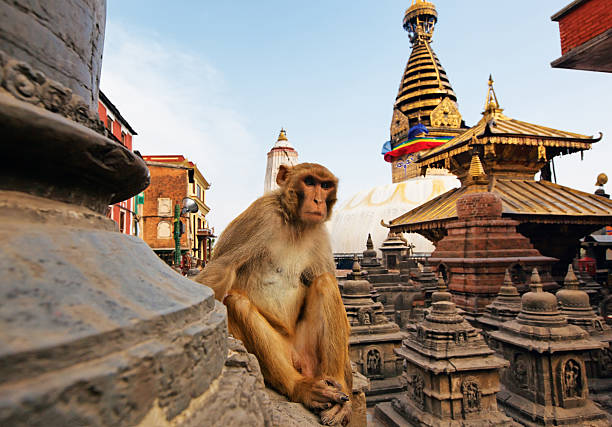 mono de estar en swayambhunath por estupa en katmandú, nepal - swayambhunath fotografías e imágenes de stock