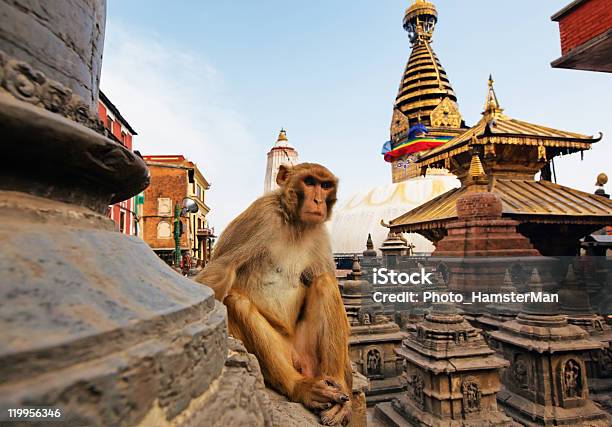 Mono De Estar En Swayambhunath Por Estupa En Katmandú Nepal Foto de stock y más banco de imágenes de Katmandú