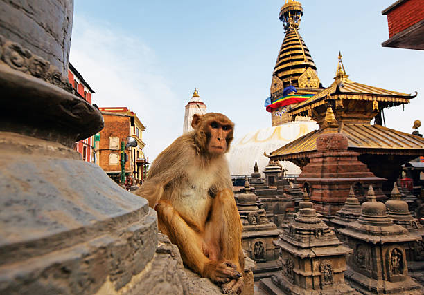 macaco sentado no swayambhunath passa por uma estupa em katmandu, nepal - swayambhunath imagens e fotografias de stock