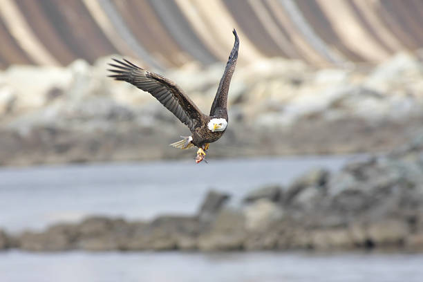 bald eagle avec un poisson - 7096 photos et images de collection