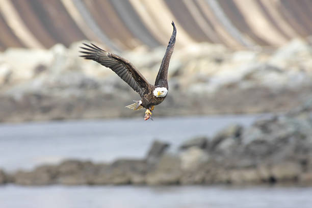 bald eagle con un pesce - 7096 foto e immagini stock