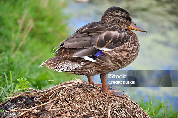 Wild Duck Stock Photo - Download Image Now - Animal, Animal Wildlife, Animals In The Wild