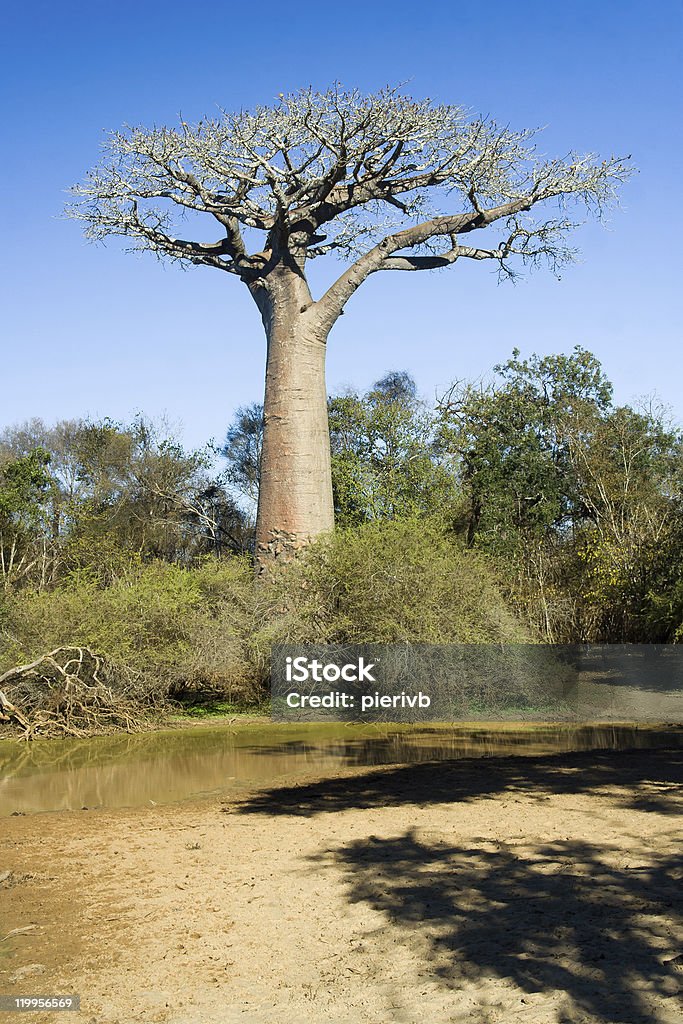 Baobabs árvore - Foto de stock de Alto - Descrição Geral royalty-free