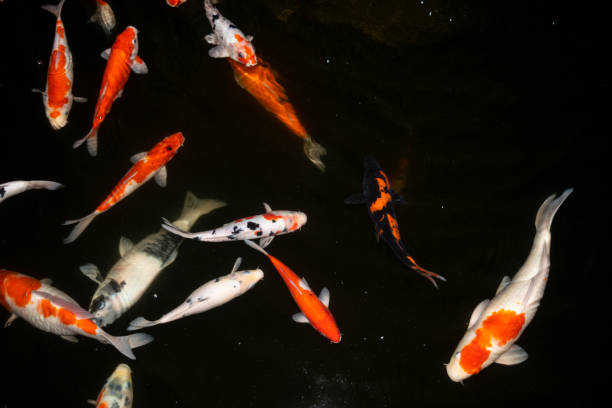 istock top view koi fish on the pond 1199568585