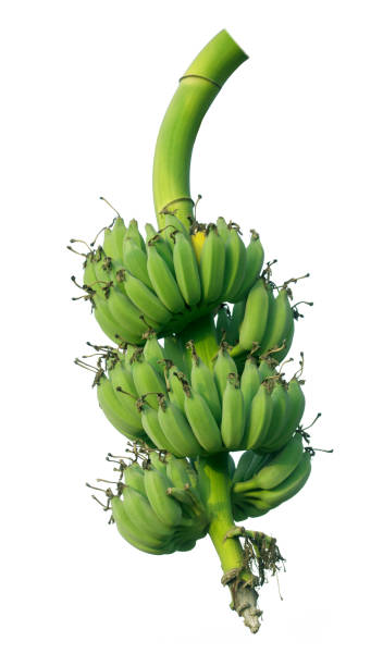 istock Banana bunch isolated with clipping paths 1199568861
