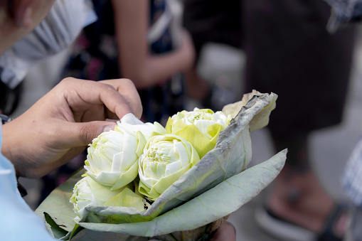 Hands of Buddhist holding White lotus flowers blossom for Buddhist religious ceremony