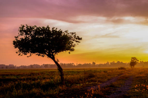istock Sunrise at paddy field with at single tree 1199569514