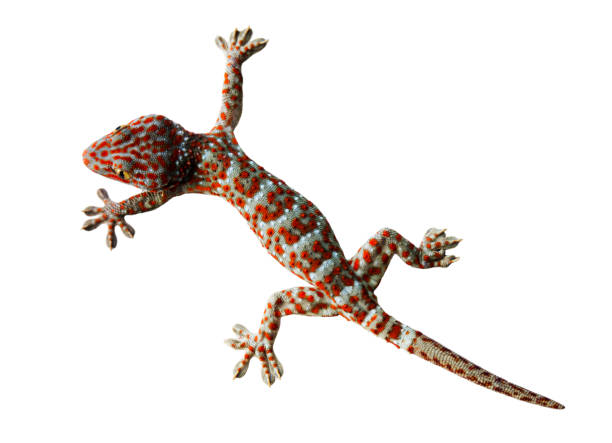 istock Gecko isolated on a white background 1199570747