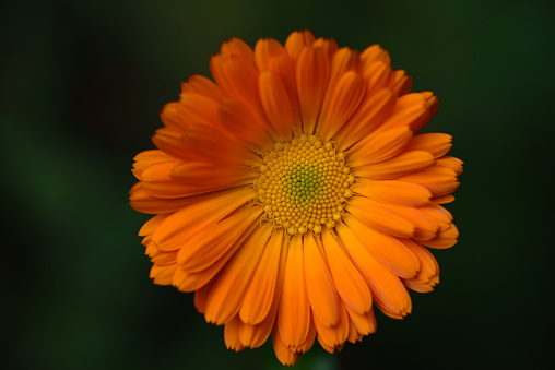 Colorful chrysanthemum flower macro