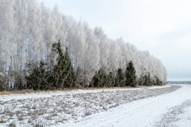 istock Birch and fir trees in hoarfrost 1199571185
