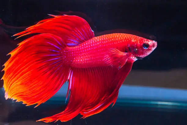 Photo of Close up art movement of Betta fish Siamese fighting fish isolated on black background