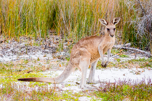 Bournda National park is full of wildlife, e.g. Kangaroo and Wallaby