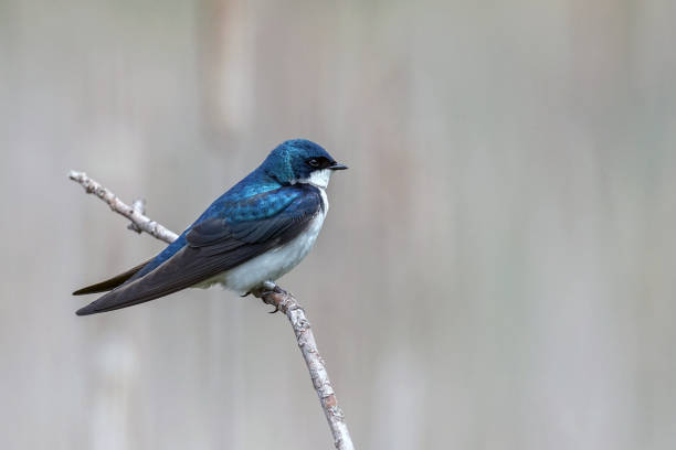 istock a tree swallow on the branch 1199572148