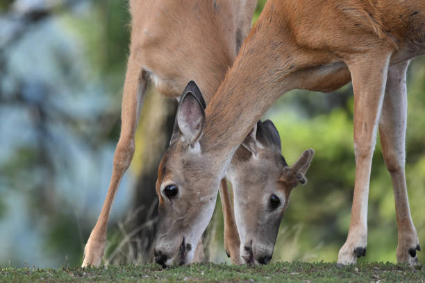 istock Deer crossing heads 1199573963