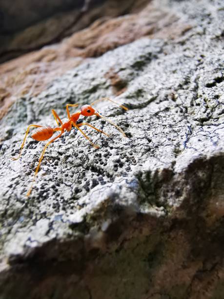 Huawei P30 Pro Leica camera