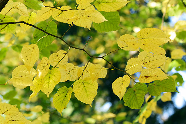 istock Autumn, colorful leaves 119957508