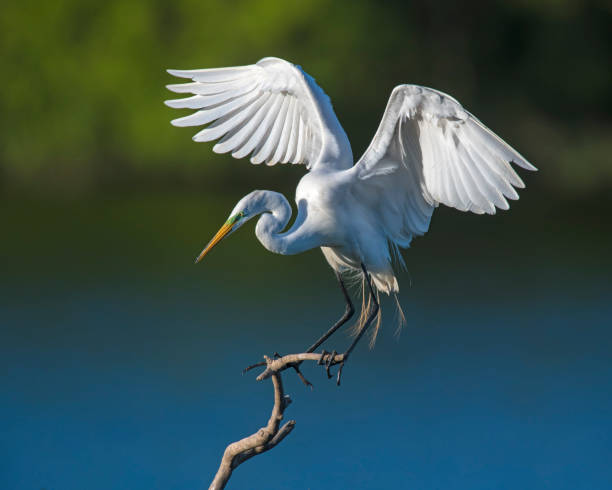Great White Egret on a perch stock photo