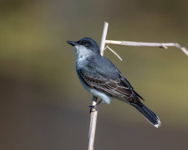 Eastern Kingbird on a perch stock photo