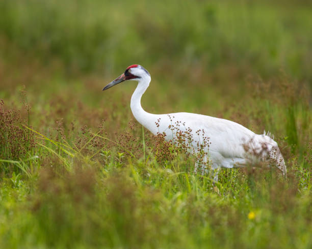 Whooping Crane in Southern Texas Whooping Crane in a field in Southern Texas whooping crane stock pictures, royalty-free photos & images