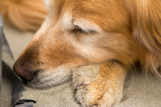 golden retriever dog old tired sleeping stock photo